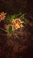 ovest indiano lantana fiore comunemente conosciuto come gandapana selvaggio fiore foto