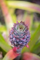 rosa rosso ananas frutta in crescita nel giardino a madhupur, tanga, bangladesh. foto