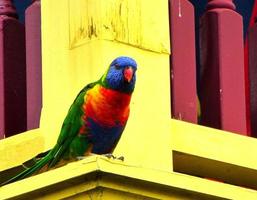 arcobaleno lorikeet pappagallo nel Australia foto