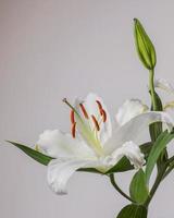 lilly fiori su bianca sfondo. flora sfondo sfondo. foto