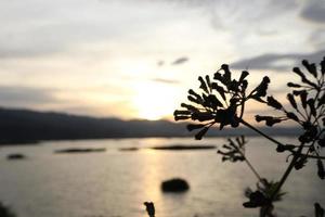 sagome di impianti contro il sfondo di il tramonto su il lago foto