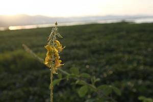 sagome di impianti contro il sfondo di il tramonto su il lago foto