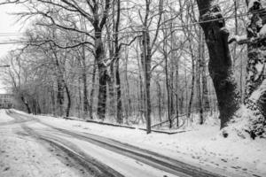 triste inverno bianco nero paesaggio con alberi nel il neve nel gennaio foto