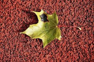 autunno caduto foglia dire bugie su un' Marrone sfondo foto