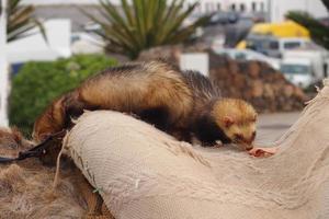 adulto animale domestico furetto mangiare nel avvicinamento foto