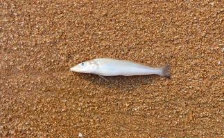 morto pesce su sabbia foto