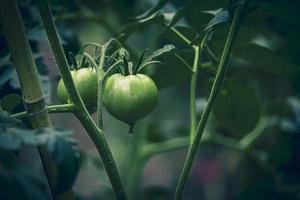 piccolo verde e rosso biologico ciliegia pomodori su un' cespuglio nel il giardino foto