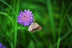 avvicinamento di un' campo scabious fiorire knautia arvense con un' prato Marrone farfalla seduta su esso su buio verde sfondo foto