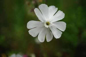 silene latifolia bianca fiore contro sfocato verde erba sfondo vicino su. uno bianca campo, cinque petali fiori di campo. foto