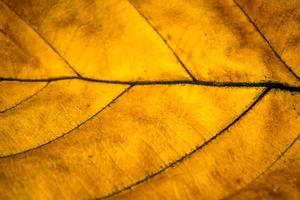 avvicinamento di un' giallo asciutto foglia. natura sfondo foto