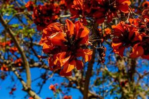 arancia fiori su erythrina caffra albero iin primavera foto