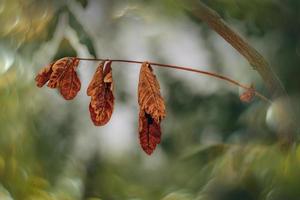 autunno oro Marrone le foglie su un' albero su un' soleggiato giorno con bokeh foto