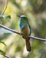 dalla barba blu gruccione o nyctyornis athertoni visto nel rongtong nel ovest Bengala foto