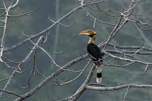 grande bucero o buceros bicornis osservato nel rongtong nel ovest Bengala, India foto