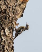 petto fulvo picchio o dendrocopos macei osservato nel rongtong nel India foto