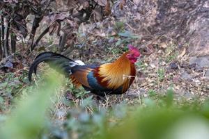 rosso junglefowl o gallus gallus osservato nel rongtong nel ovest Bengala, India foto