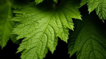 vicino su di verde le foglie su un' nero sfondo. macro fotografia ai generato foto