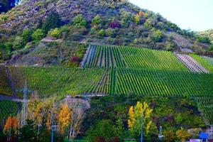 ripido vigneto colline nel autunno foto