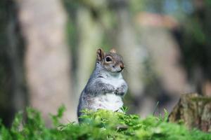 carino scoiattolo In cerca di per cibo nel il parco foto