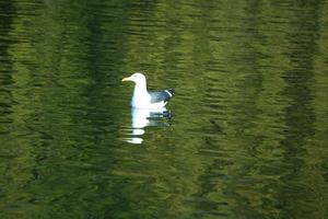 carino acqua uccelli a il lago di pubblico parco di luton Inghilterra UK foto