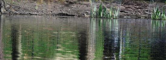 carino acqua uccelli a il lago di pubblico parco di luton Inghilterra UK foto