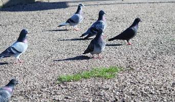 carino Piccione nel il Locale pubblico parco di luton cittadina di Inghilterra UK foto