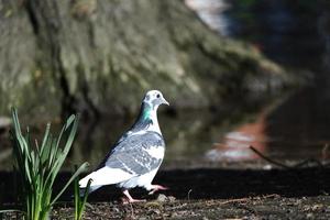 carino acqua uccelli a il lago di pubblico parco di luton Inghilterra UK foto