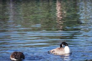 carino acqua uccelli a il lago di pubblico parco di luton Inghilterra UK foto