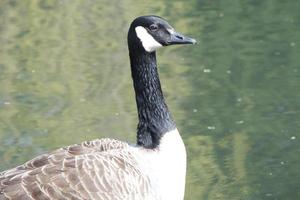 carino acqua uccelli a il lago di pubblico parco di luton Inghilterra UK foto