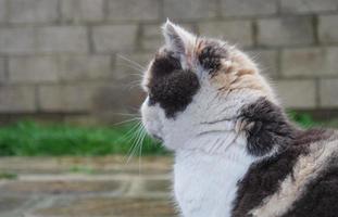 carino gatto è in posa a le case giardino foto