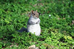 carino scoiattolo In cerca di per cibo nel il parco foto