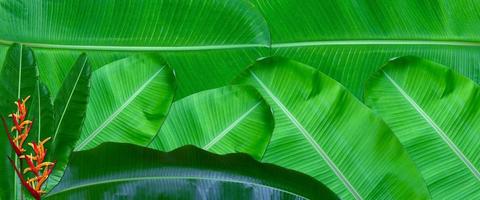 modello di foglie verdi per il concetto di natura, sfondo con texture foglia tropicale foto
