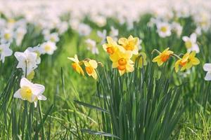 campo di bianca e giallo giunchiglie nel primavera soleggiato giorno foto