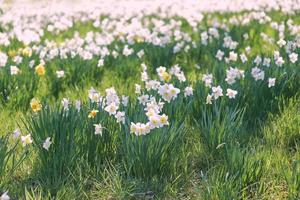 campo di bianca e giallo giunchiglie nel primavera soleggiato giorno foto