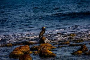 nero selvaggio cormorano su il riva di il blu mare foto