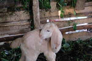 un' carino poco capra è pulizia suo pelliccia foto