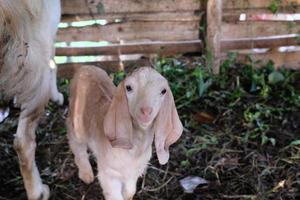 minuscolo ma potente un' bellissimo vicino su di un' bambino di capra Caratteristiche e espressioni foto