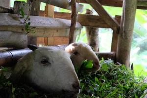 prima colazione tempo adorabile immagine di un' Affamato capra masticare giù su erba foto