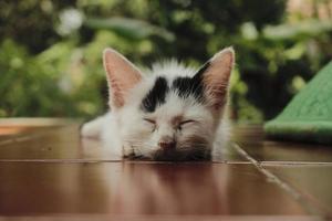 dolce sogni adorabile gattino addormentato foto