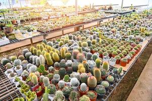 cactus giardino , cactus pentola decorare nel il giardino, bellissimo cactus azienda agricola e succulento impianti giardino nel serra foto