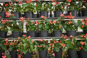 fiore nel pentola rosa rosso fiori decorare nel mensola ione il giardino foto