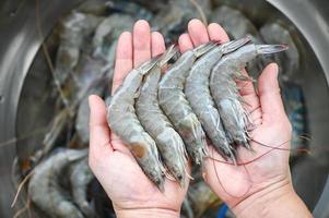 bianca gamberetto crudo gamberetti su mano lavaggio gamberetto su ciotola, fresco gamberetto gamberi per cucinando frutti di mare cibo nel il cucina o acquistare gamberetti su negozio a il frutti di mare mercato foto