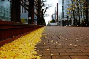caduta ginkgo le foglie su il lato modo nel il grande città sfondo. foto