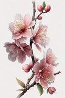 generativo ai illustrazione di realistico sakura o ciliegia fiore, giapponese primavera fiore sakura, rosa ciliegia fiore su bianca sfondo foto