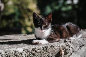 un' nero e bianca strada gatto seduta su un' sentiero su il terra. gurzuf gatti foto