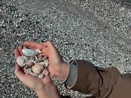 mani raccogliere conchiglie su mare spiaggia. avvicinamento mani foto