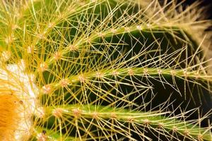 primo piano di un cactus foto