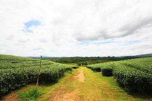 tè piantagione nel Alba su il montagna e foresta nel pioggia stagione è molto bellissimo Visualizza nel Chiang Rai Provincia, Tailandia. foto