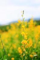 bellissimo giallo sole canapa fiori o crotalaria juncea azienda agricola nel bellissimo luce del sole su il montagna nel thailandia.a genere di legume. foto