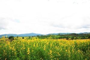 bellissimo giallo sole canapa fiori o crotalaria juncea azienda agricola su il montagna nel thailandia.a genere di legume. foto